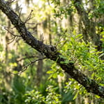 Is My Tree Dead or Just Dormant? A Florida Homeowner's Guide