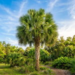 The Myth of the 'Hurricane Cut': Real Palm Tree Wind Prep for Florida Storms
